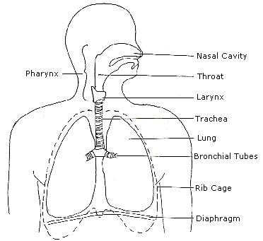 Your Respiratory System
