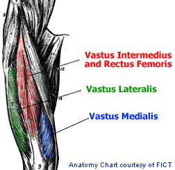 Upper leg muscles