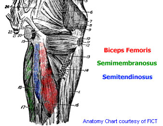 Upper leg