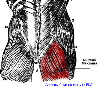 Anatomy Chart