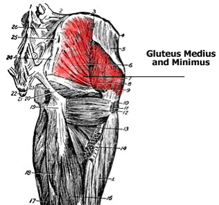 Anatomy Chart