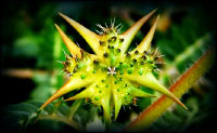 Tribulus Terrestris