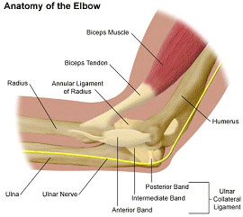 Anatomy of the elbow