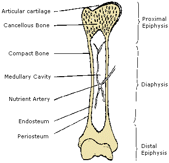 Structure of a bone