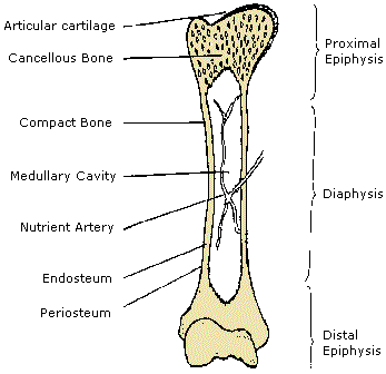 What is the function of long bones?