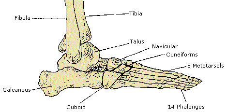 Foot