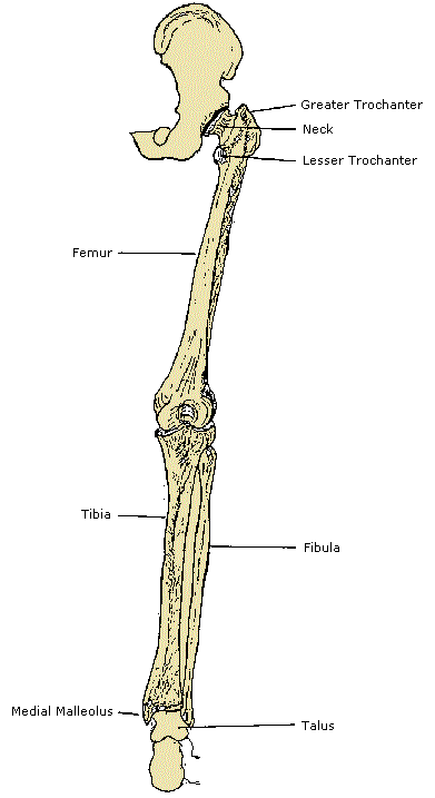 Lower Limb