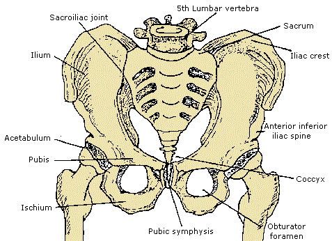 Physiology - Bones in the human body