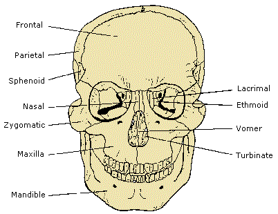 The Skull Anatomy and Physiology I