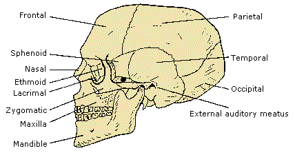 Skull