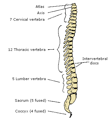 Bones of the spine