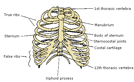 Thorax