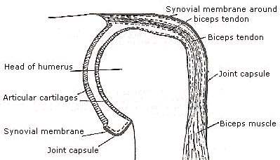 Shoulder Joint