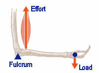 Class 3 lever in the body