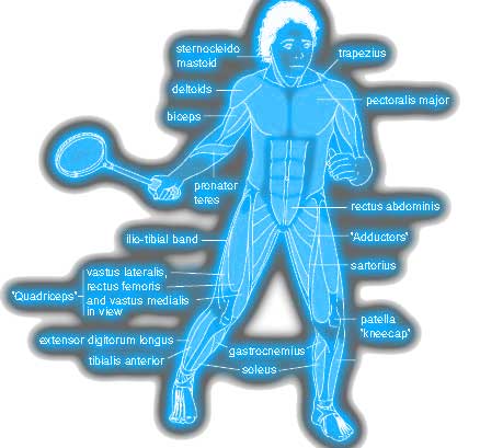 Hip Joint Movement Analysis Chart