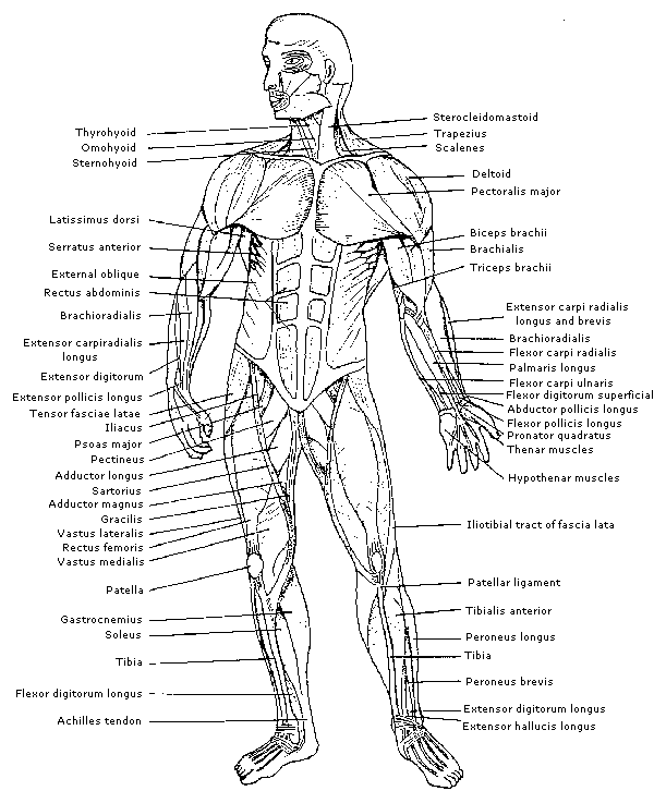 Physiology Identification Of Muscles On The Human Body