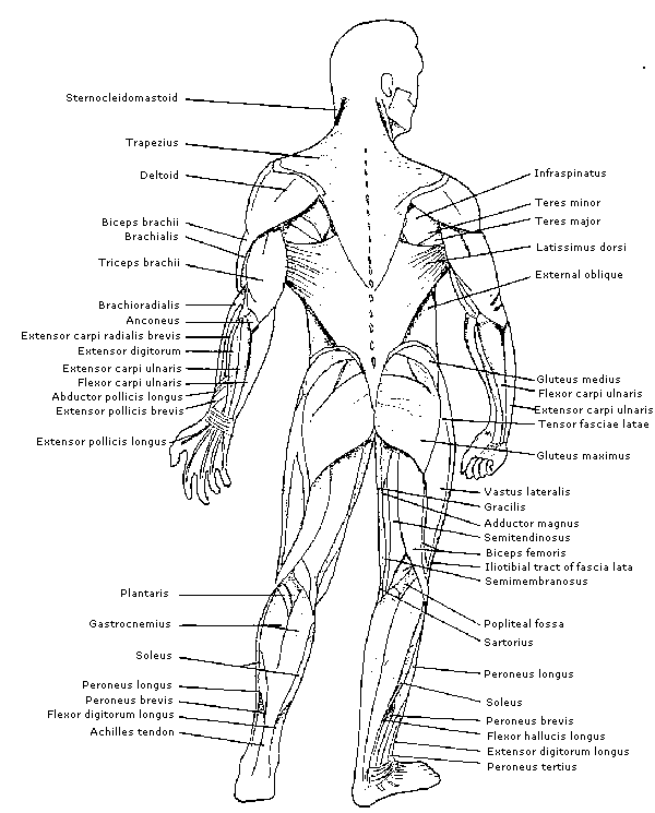 รวมกน 92 ภาพพนหลง ระบบ กลาม เนอ muscular system ใหมทสด