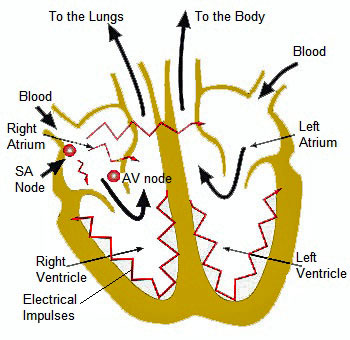 How the Heart Functions