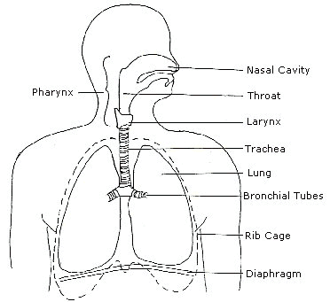 Physiology Respiratory System